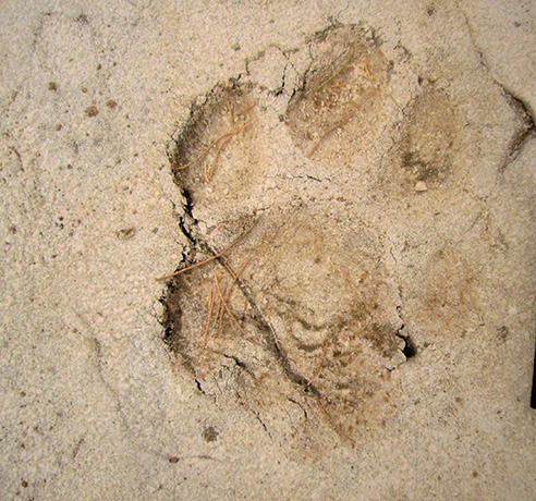 Trace animale