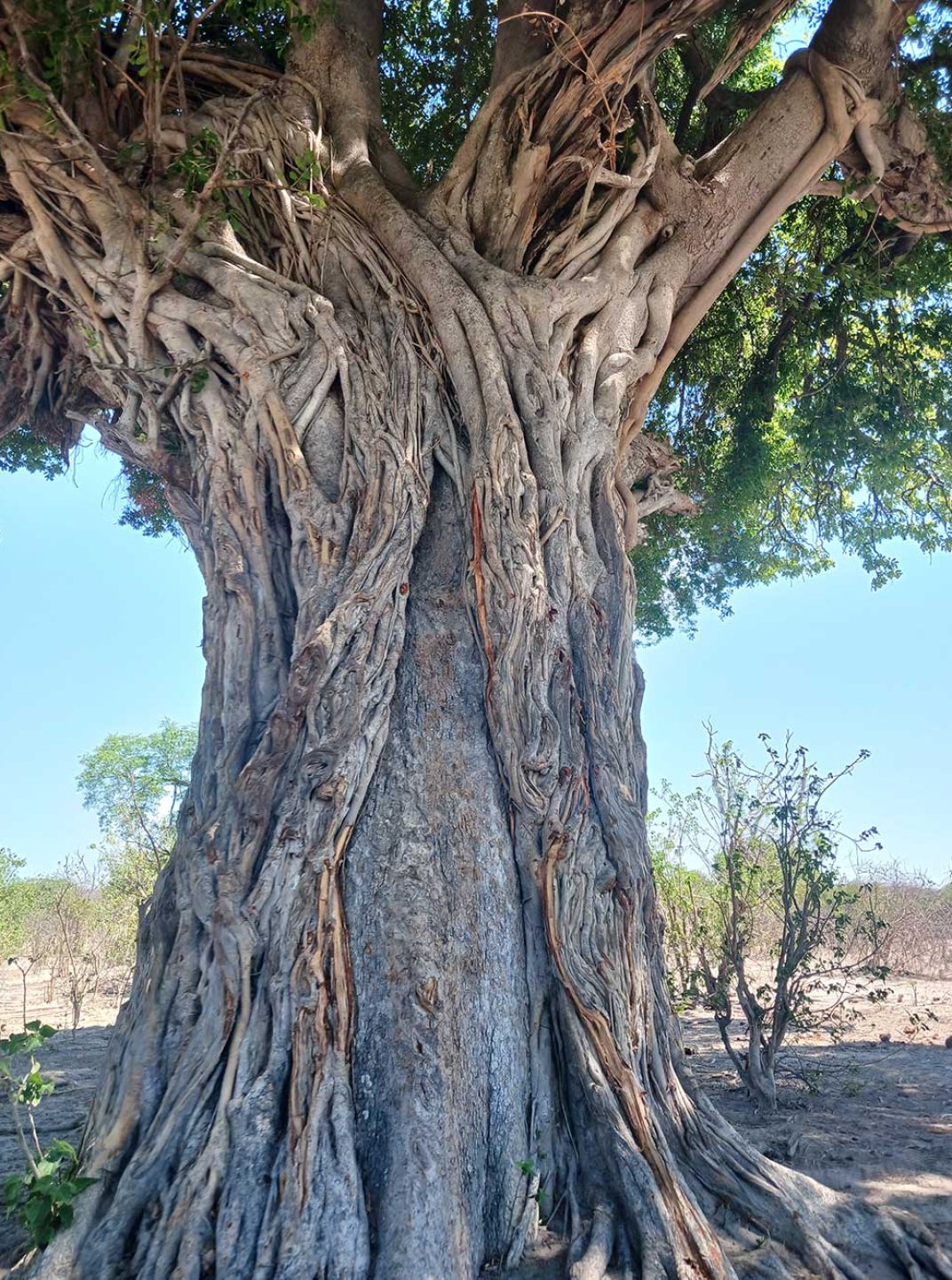 Arbre ancien