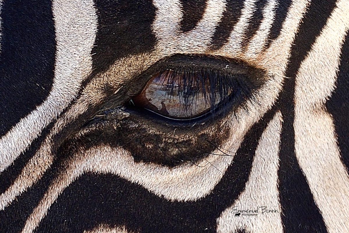 Zèbre oeil