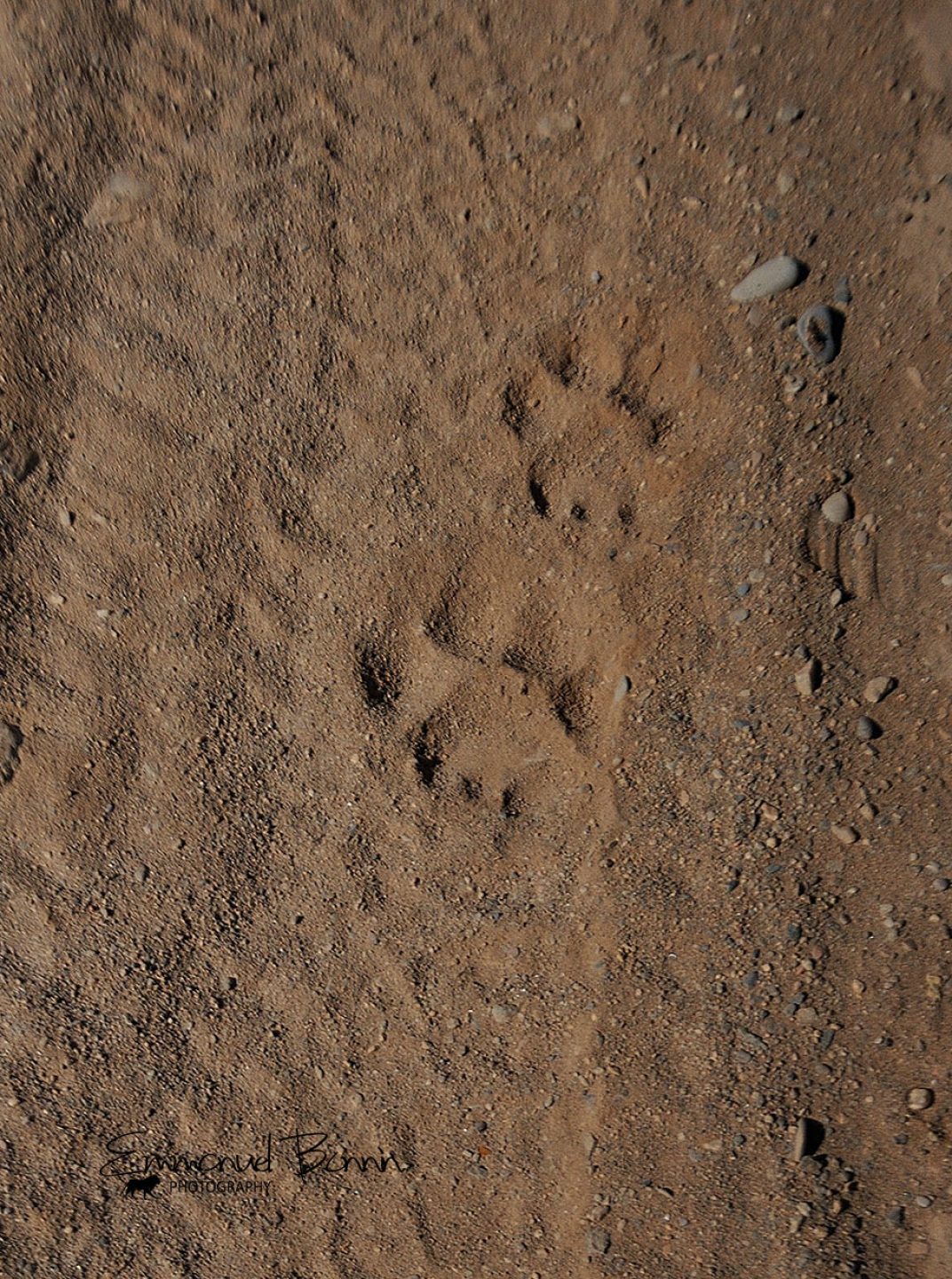 Traces sur route en terre