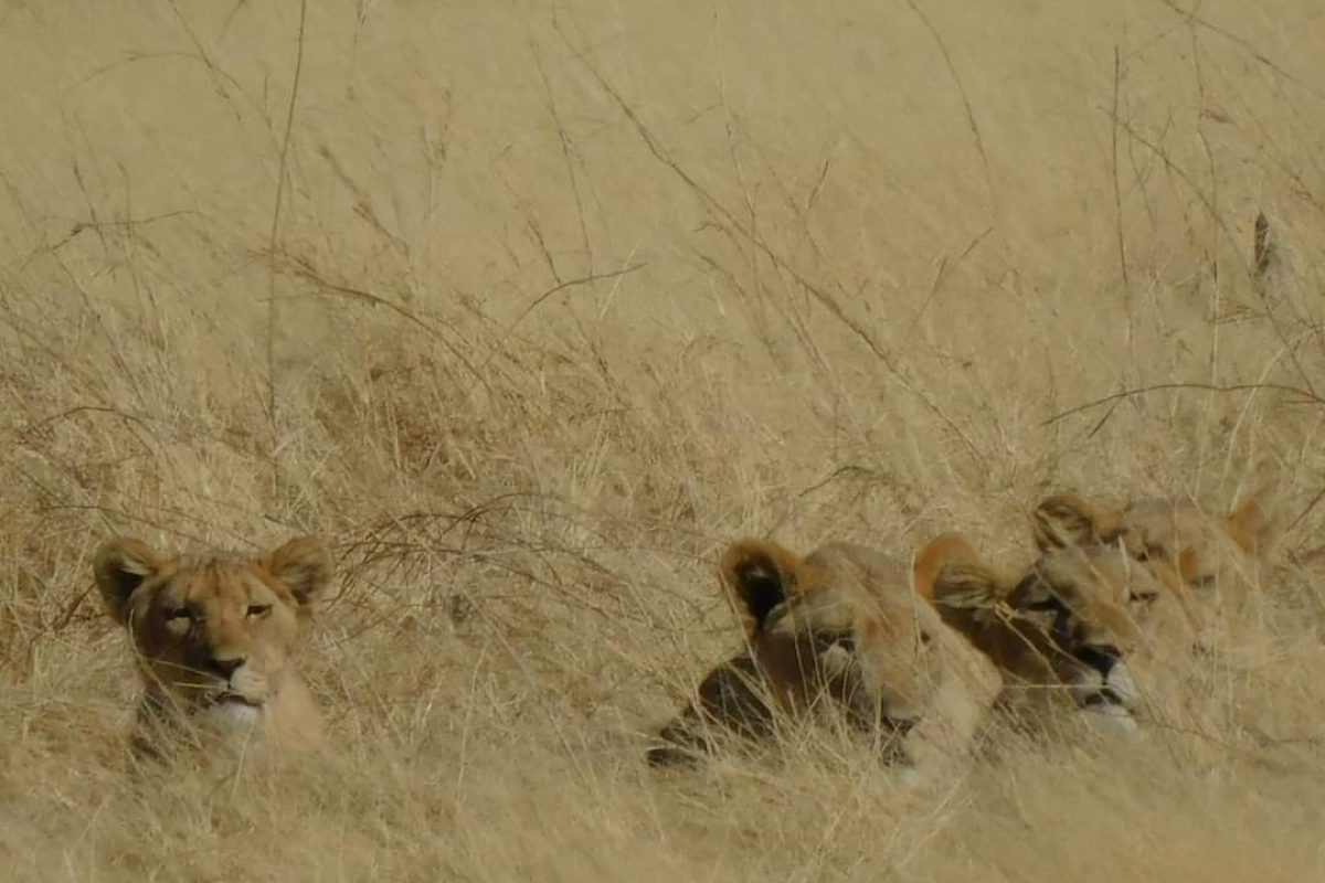 Lionnes dans hautes herbes