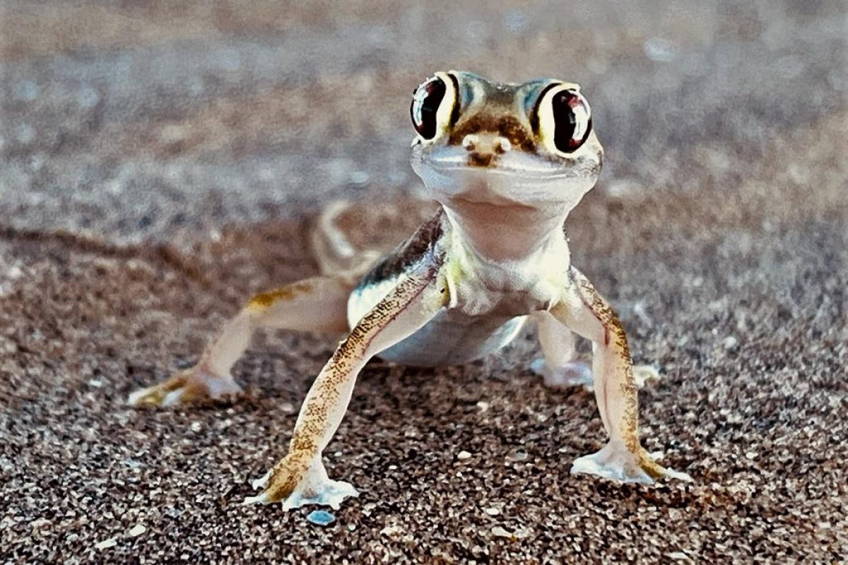 Gécko du sable Namib