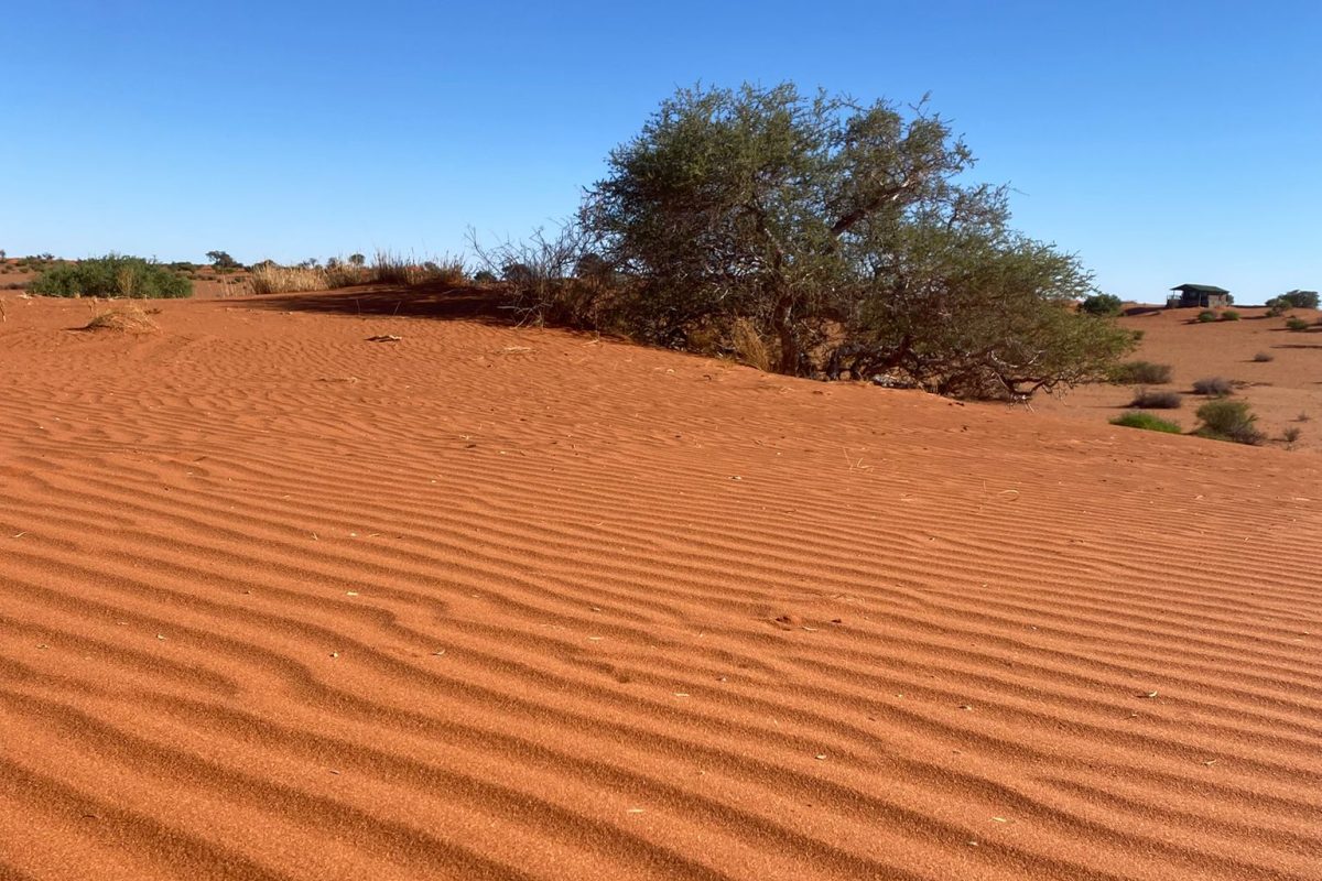 Désert du Kalahari