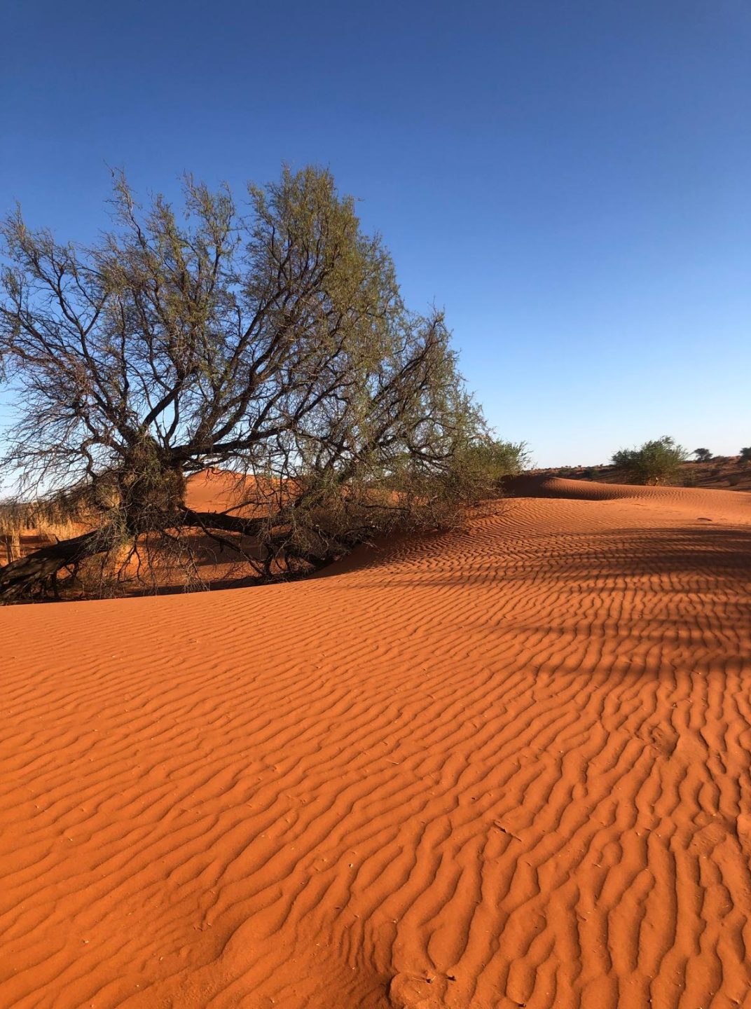 Dune désert du Kalahari