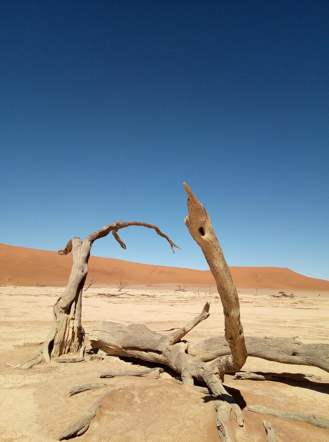 Bois désert du Namib